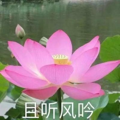 机动战队大作战测试版下载安装